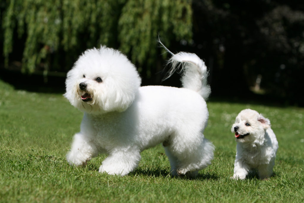 bichon frisé mutter mit welpe bichon frisé mutter mit welpe