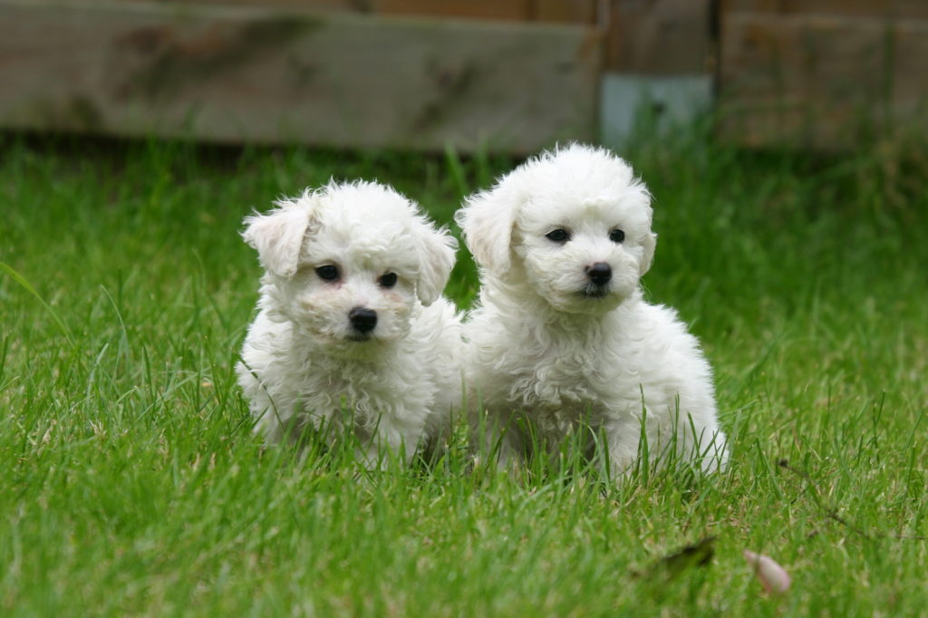 bichon frisé welpen bichon frisé welpen