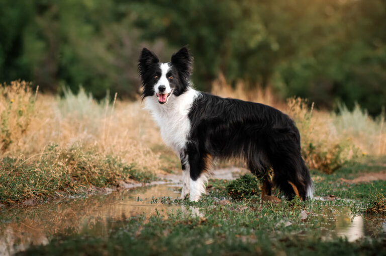 border collie auf einer lichtung im wald