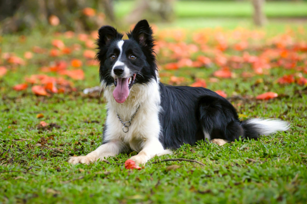 Border Collie Charakter Haltung Pflege Rassebeschreibung