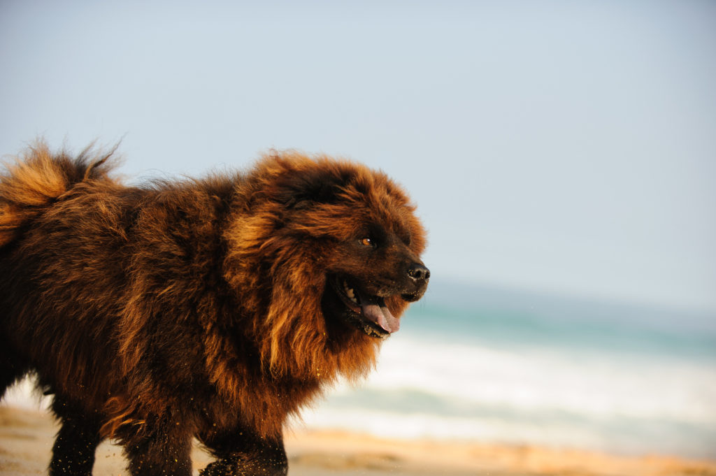 Ein brauner Chow Chow läuft am Strand am Meer hund chow chow am meer strand