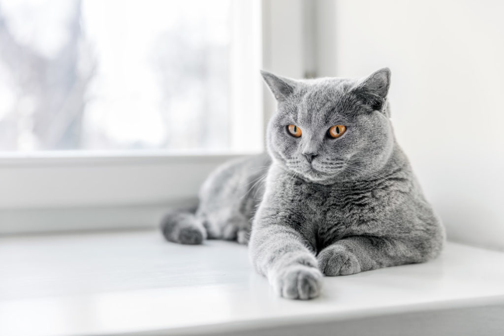 Britische Kurzhaar Katze Kaufen Britisch Kurzhaar Kaufen