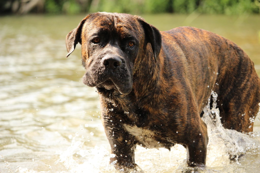 Säker och avslappnad - så ser en balanserad Cane corso Italiano ut. Inofficiellt är rasen, som kommer från södra Italien, också känd under namnet "italiensk mastiff" eller "italiensk moloss"