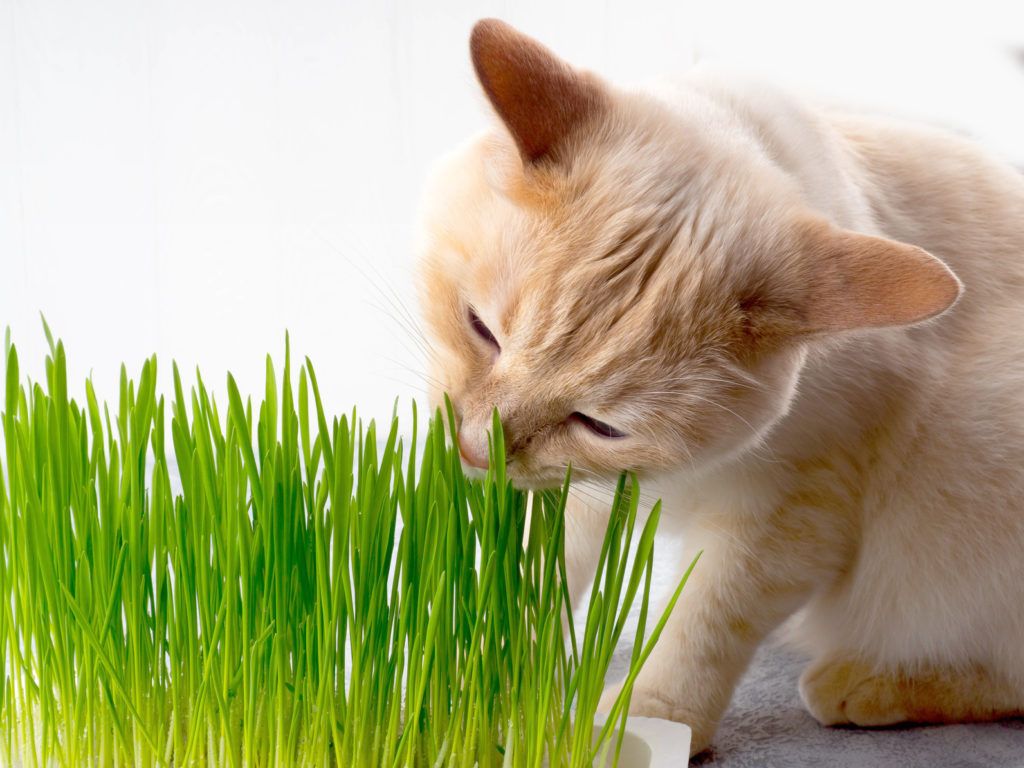 40+ Ist Bambus Giftig Für Katzen, Es ist nicht giftig und kann eine