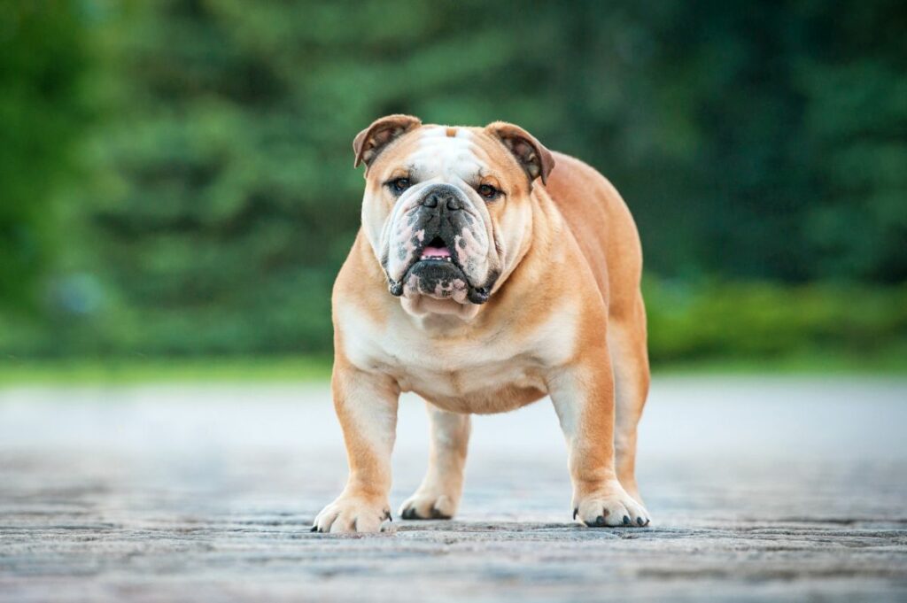 Hellbraune Englische Bulldogge steht auf einem Weg