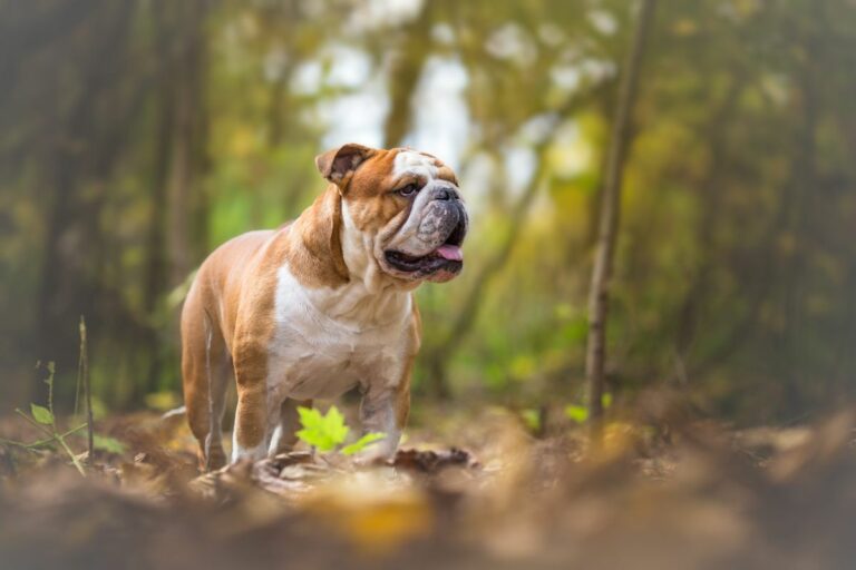 englische bulldogge im wald