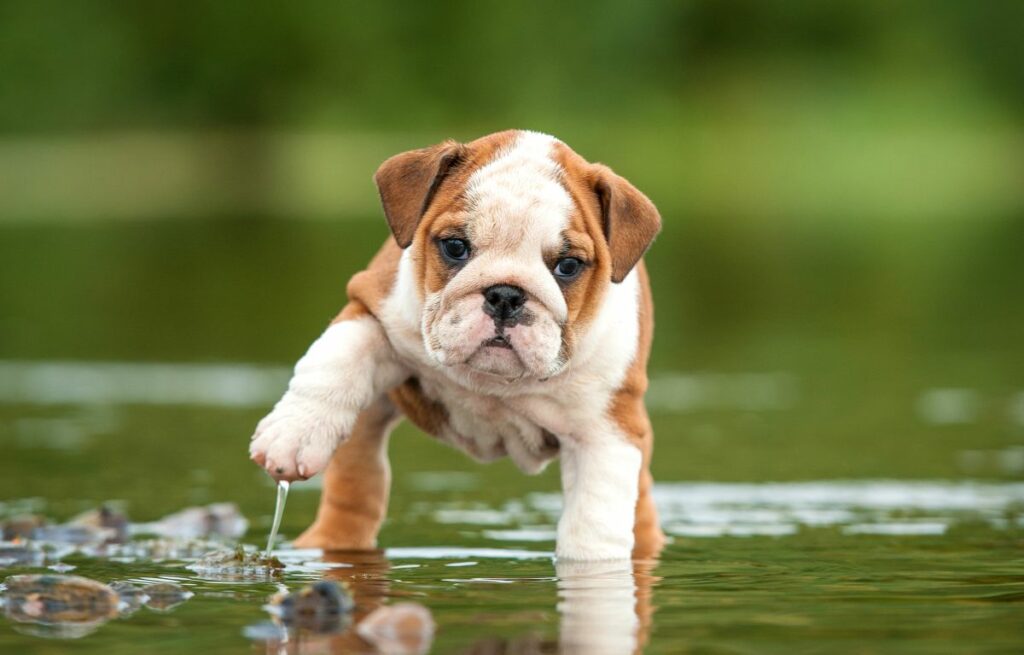 Eine junge Englische Bulldogge läuft durchs Wasser