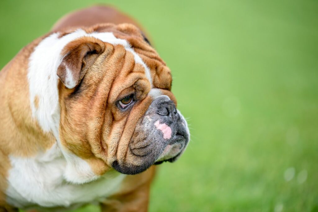 Eine Englische Bulldogge im Porträt