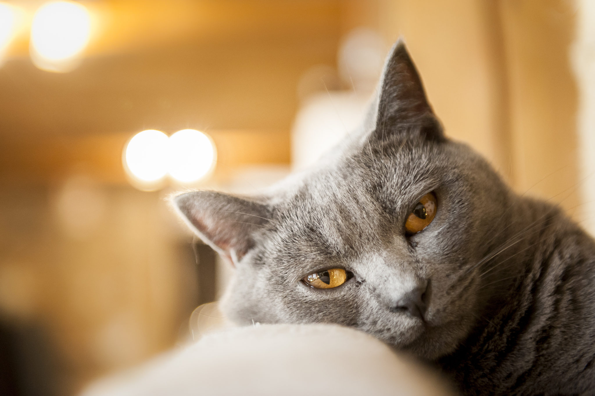 Chartreux Kartäuser Katze Katzenrassen Zooplusch