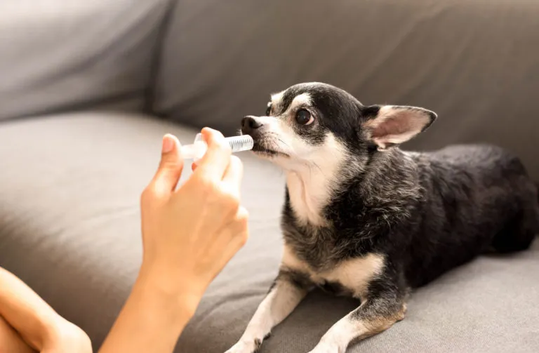 Besitzer entwurmt seinen Hund. Hund entwurmen