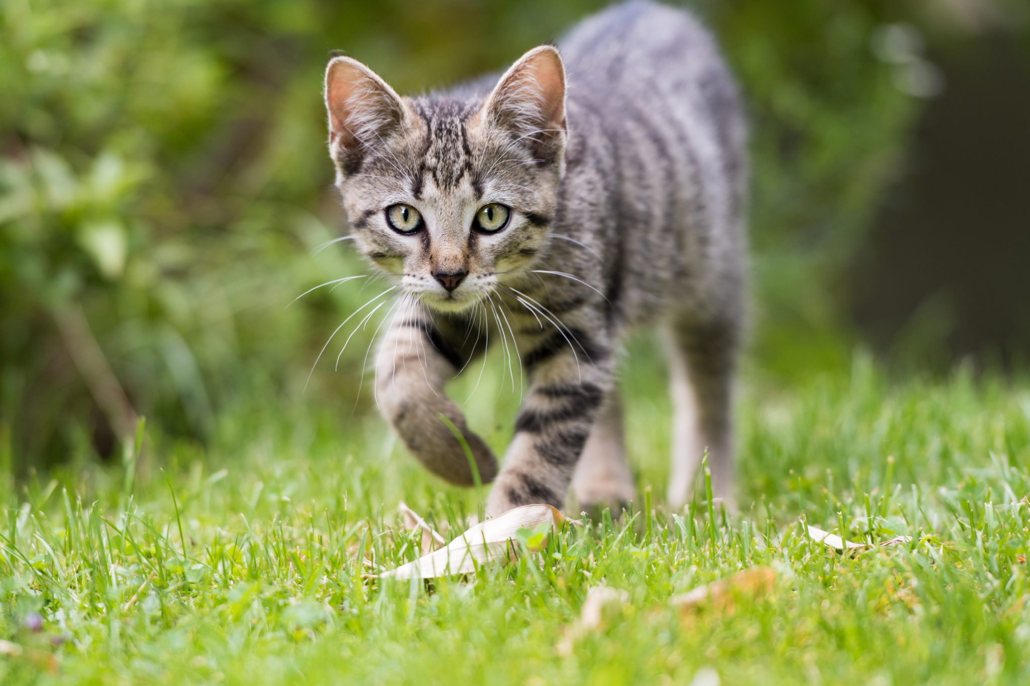 Den Garten katzensicher machen Katzenhaltung zooplus.ch