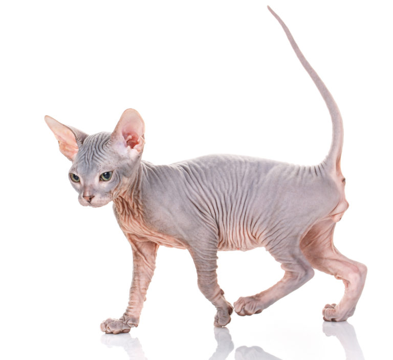 sphynx katze