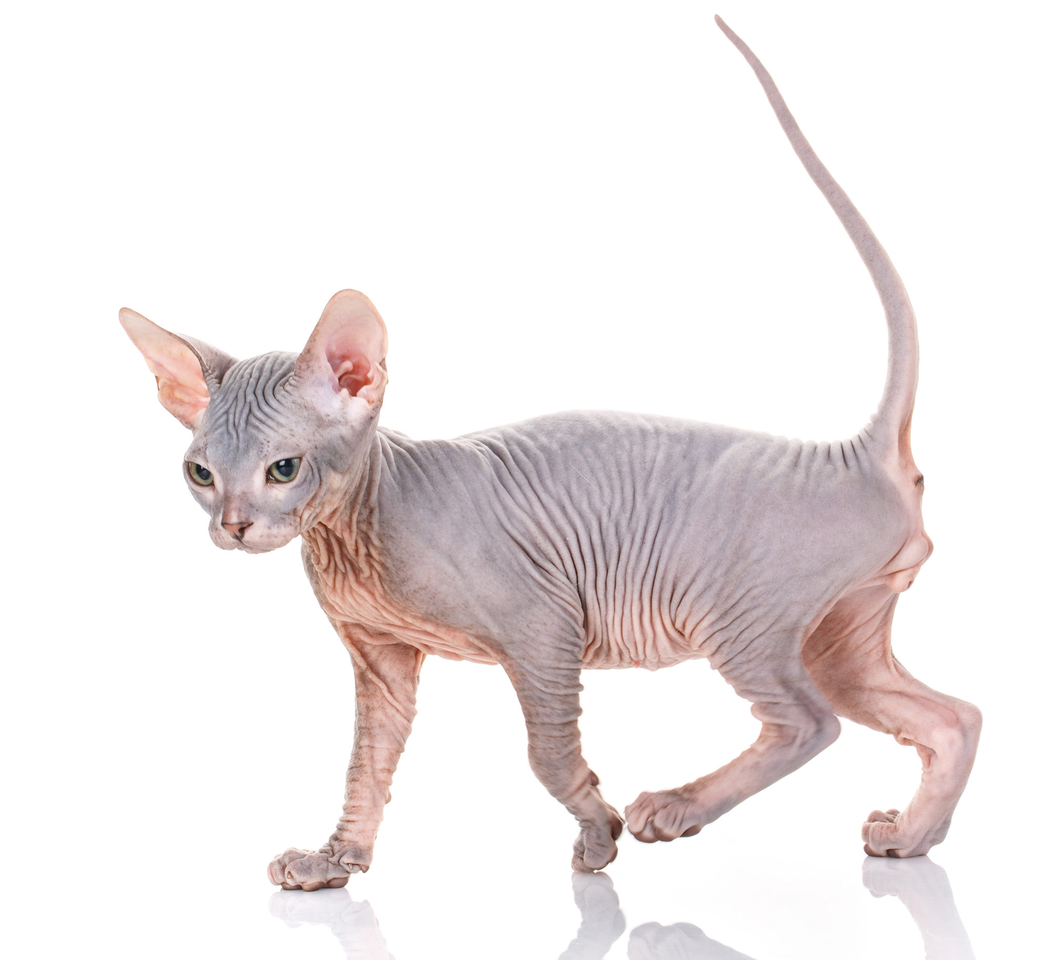 Sphynx Katze Zu Verkaufen