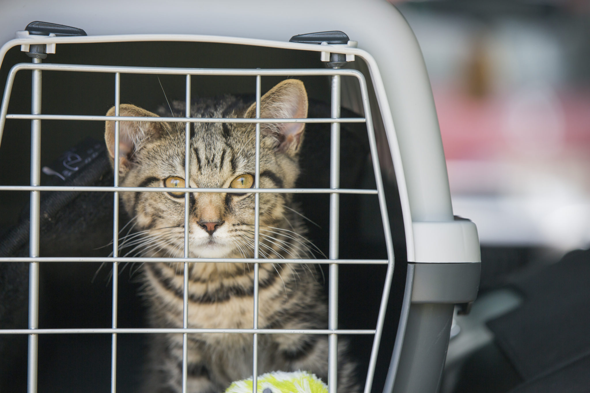 Mit Der Katze Auto Fahren Reisen Mit Katze Zooplusch