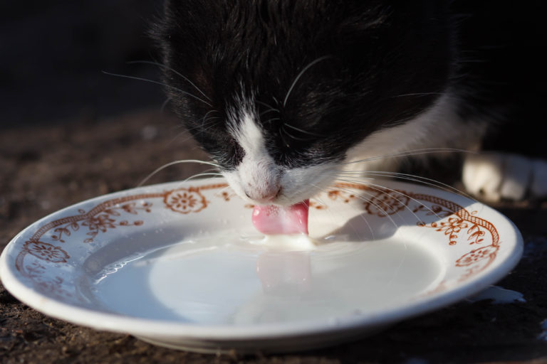 Dürfen Katzen Milch trinken? Tierärztliche Reaktion zooplus.ch