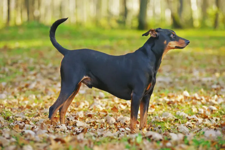 Deutscher Pinscher im Gras