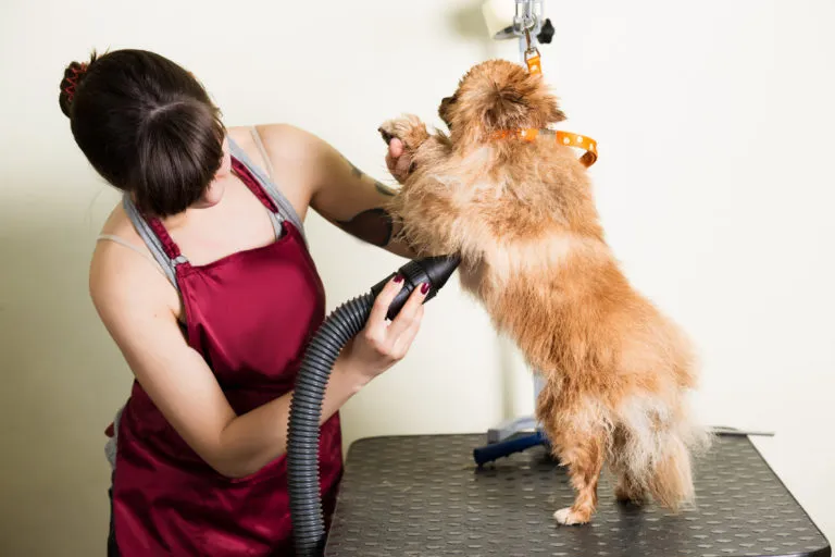 hundesalon
