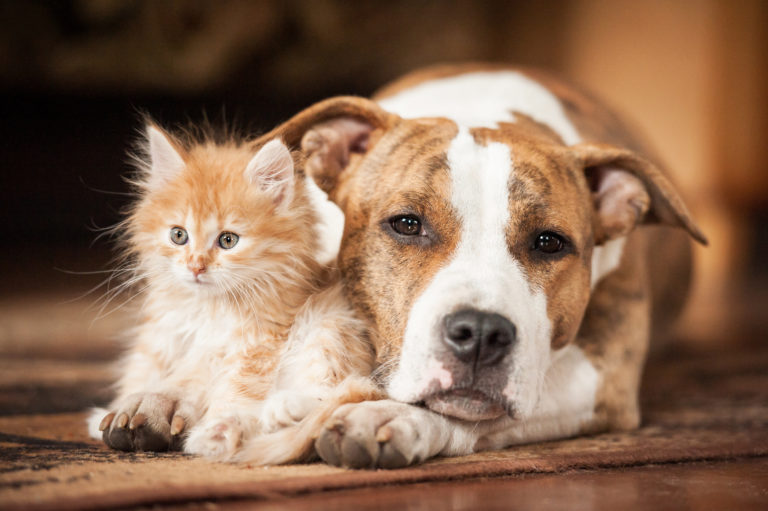 Katze Und Hund Aneinander Gewöhnen Katzenhaltung Zooplusch