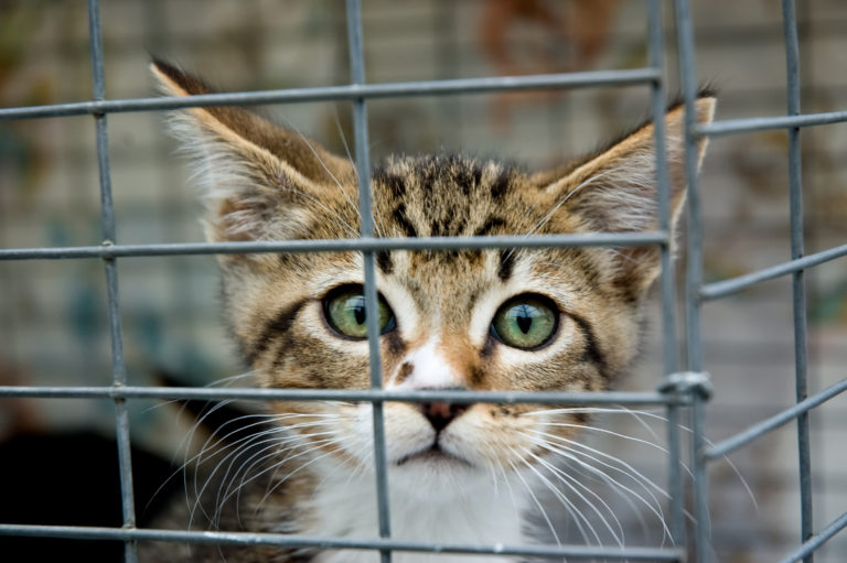 Wo Kann Man Katzen Kaufen Katzenhaltung Zooplusch