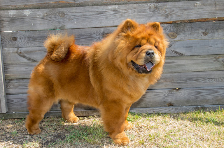 chow chow hund draußen vor zaun