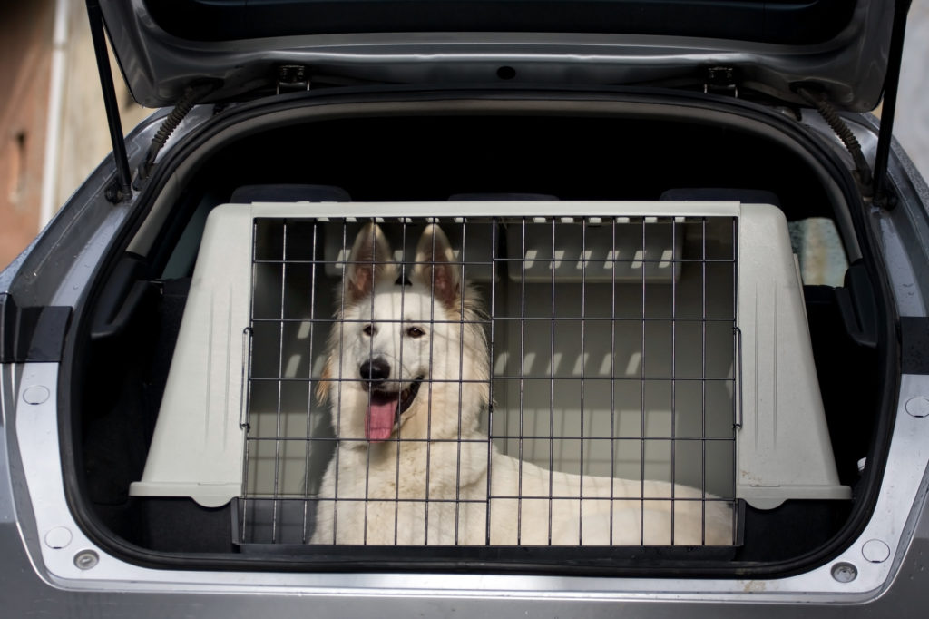 Hund im Auto Kofferraum transportieren - so klappt's