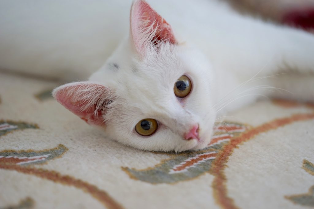 junge weiss türkisch angora junge weiss türkisch angora