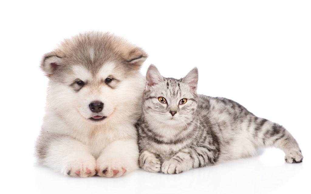 Katze Und Hund Aneinander Gewöhnen Katzenhaltung Zooplusch