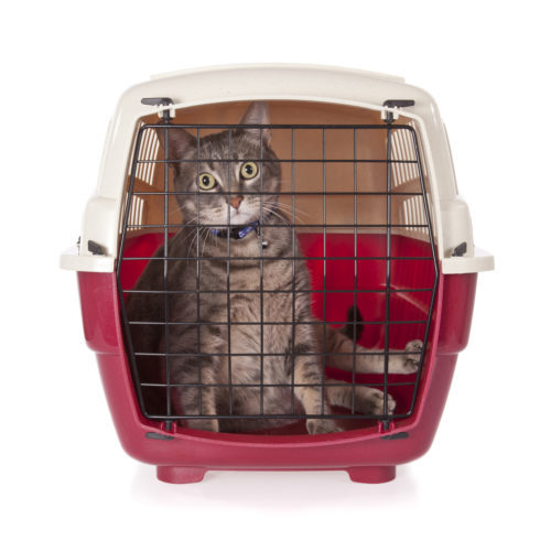 Reisen mit Katze im Zug Reisen mit Katze zooplus.ch