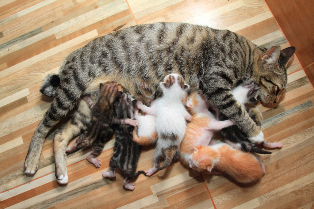 Kätzchen sauen an der Geburt an den Zitzen der Katzenmutter.