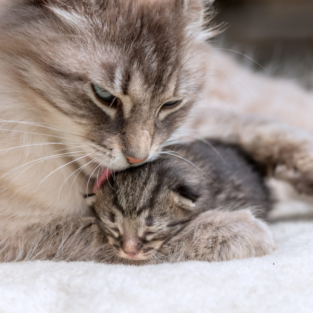 Katzensäuberung nach der Geburt