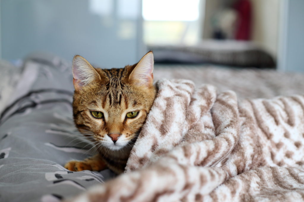 Katze mit Katzenschnupfen im Bett