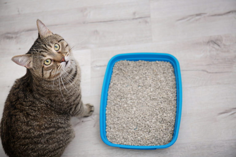 katzenstreu vergleich katzenstreu vergleich