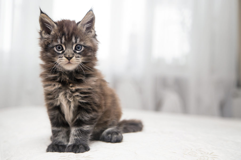 Maine Coon Katze Charakter