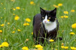 Zecken bei Katzen: Richtig entfernen und vorbeugen