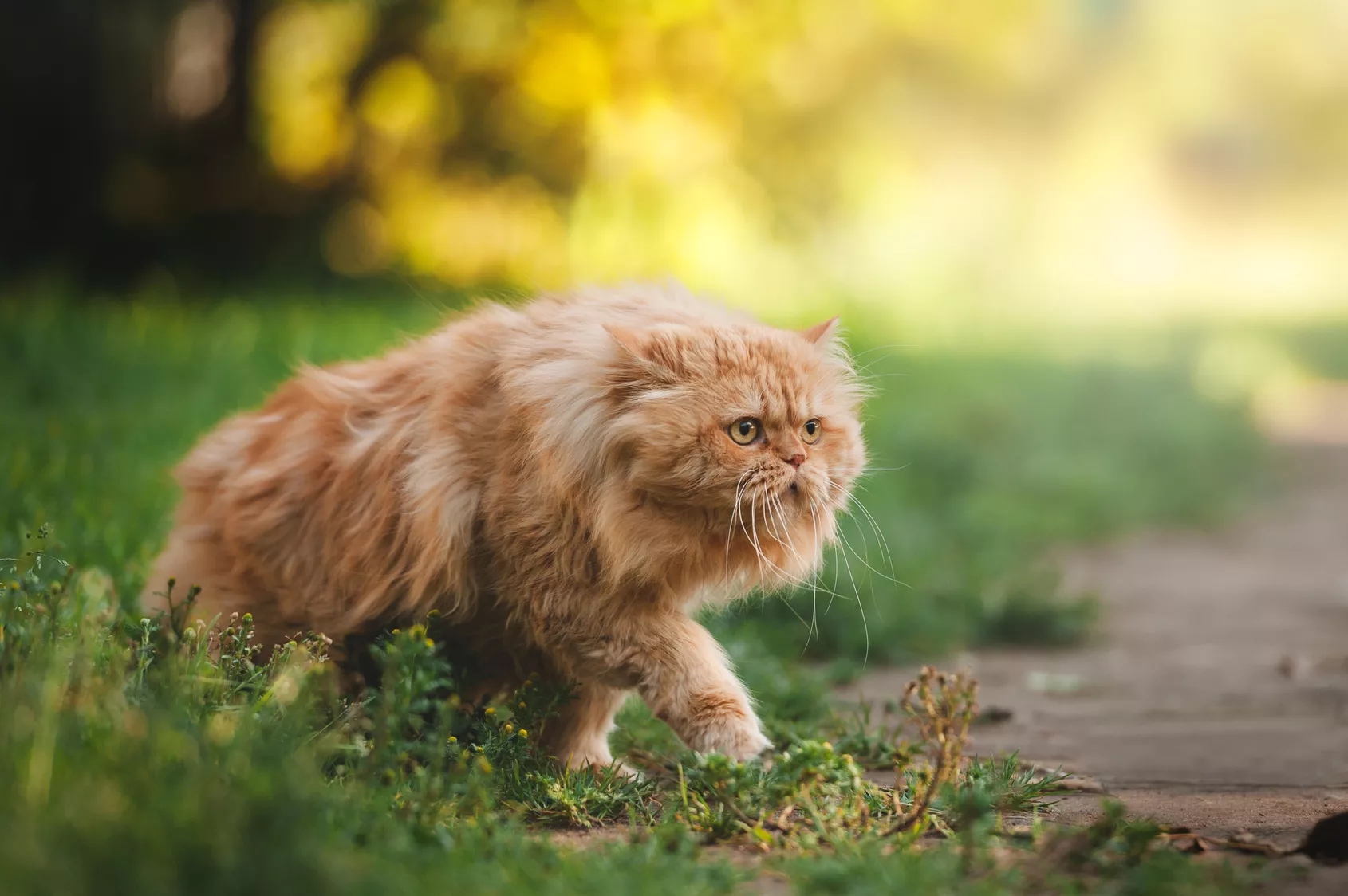 Rot Perserkatze