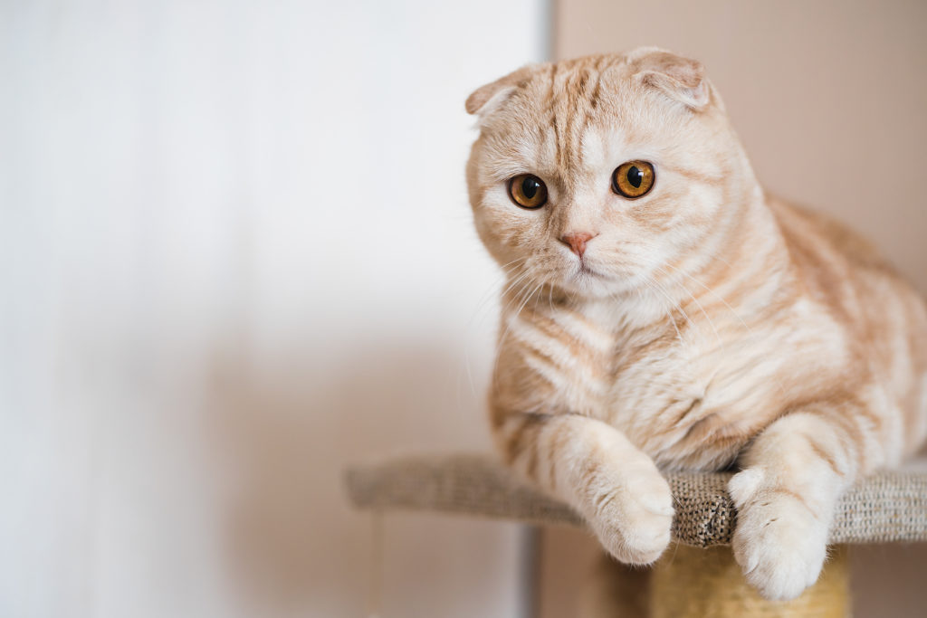 Scottish Fold Katzenrassen Zooplusch