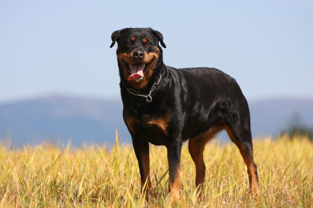 rottweiler glücklich