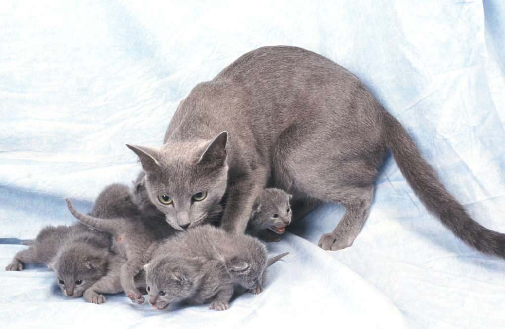 Russisch Blau - Katzenrassen  zooplus.ch