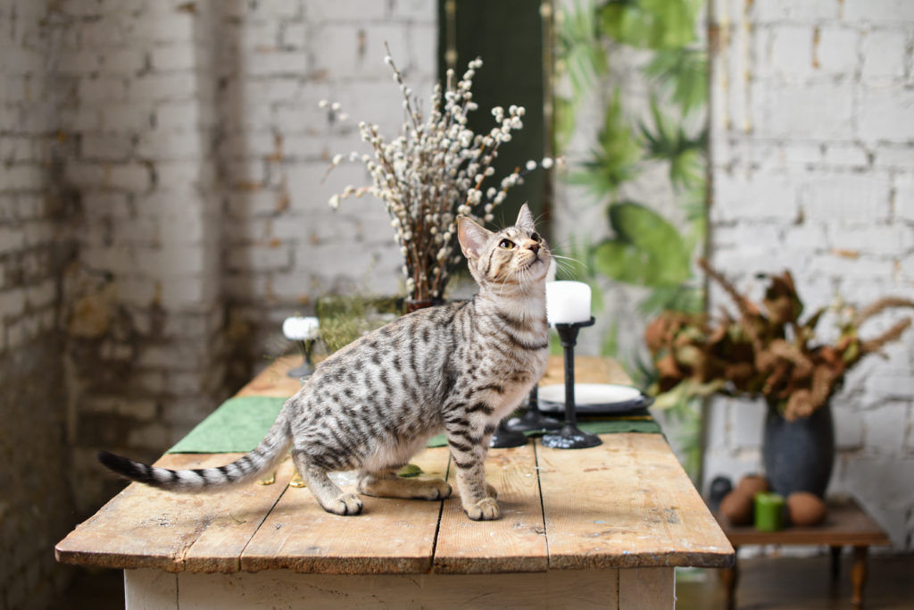 savannah kitten auf tisch