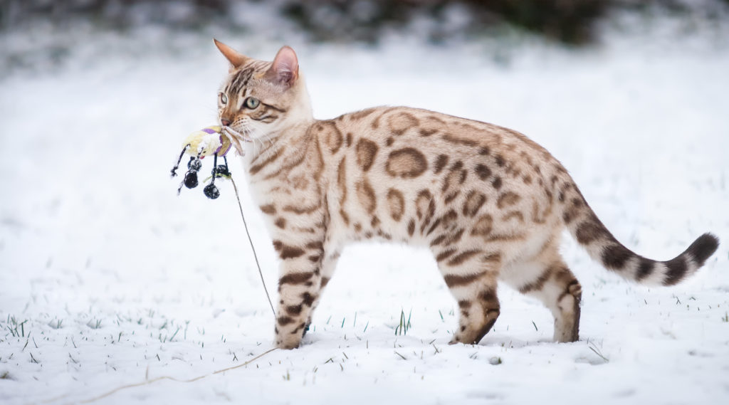 Bengal Katze Katzenrassen Zooplusch