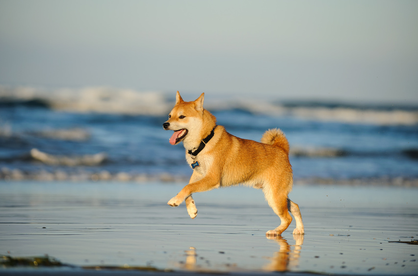 shiba inu meer shiba inu meer