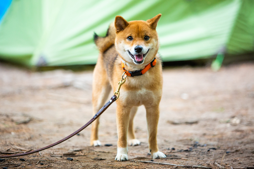 shiba inu mit leine
