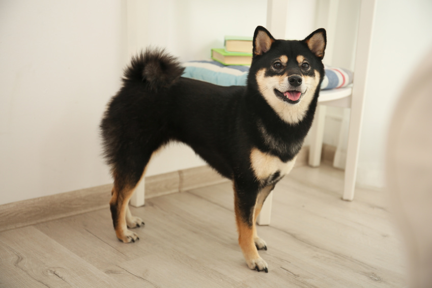 shiba inu schwarz