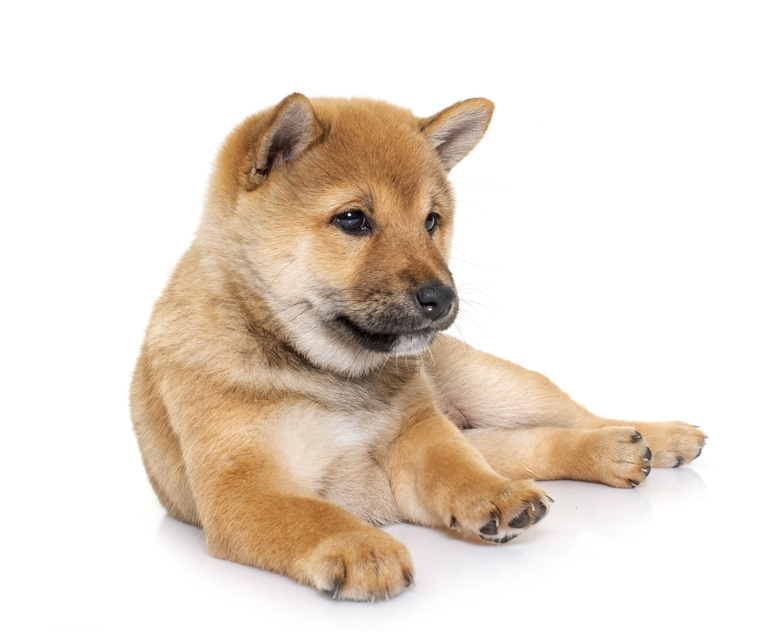shiba inu welpe