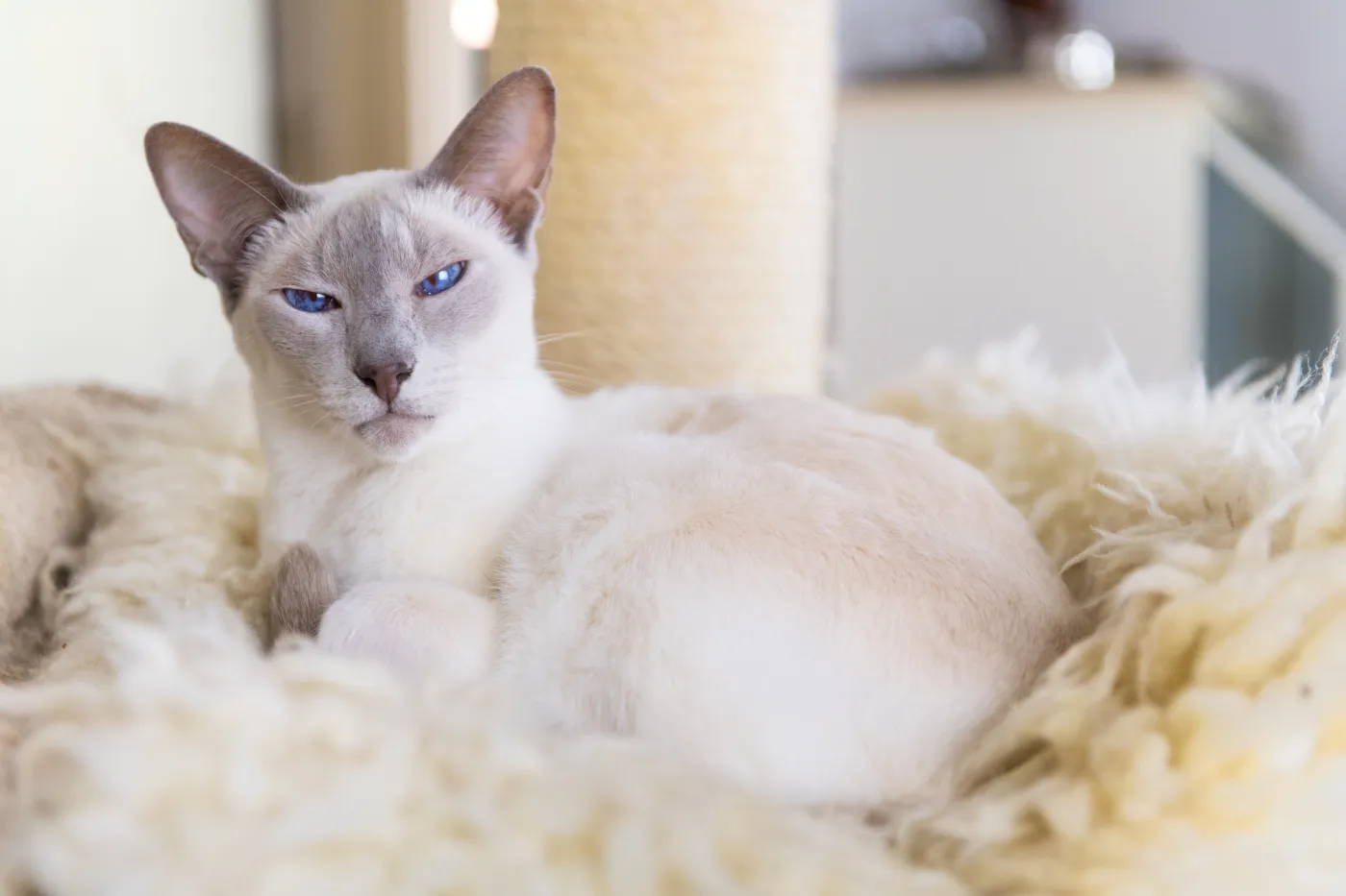 siam katze lilac point liegt auf kratzbaum
