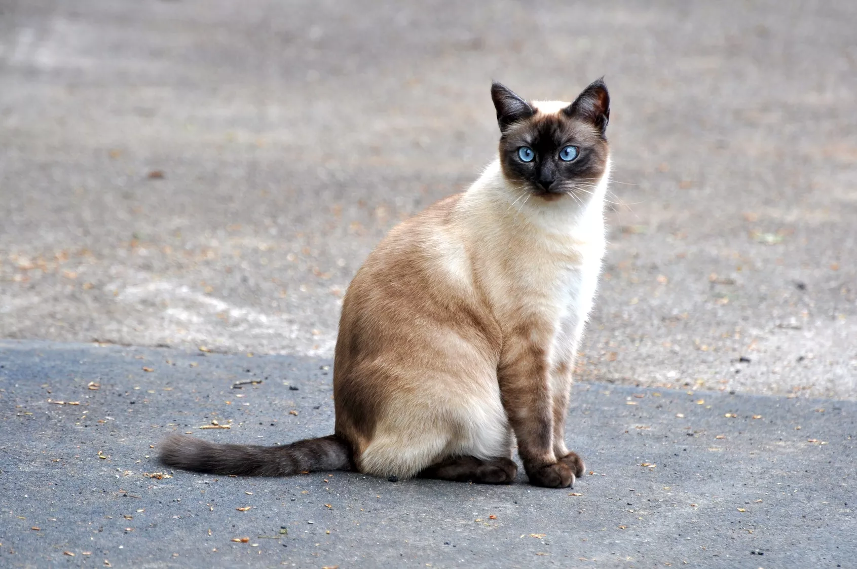 siam katze