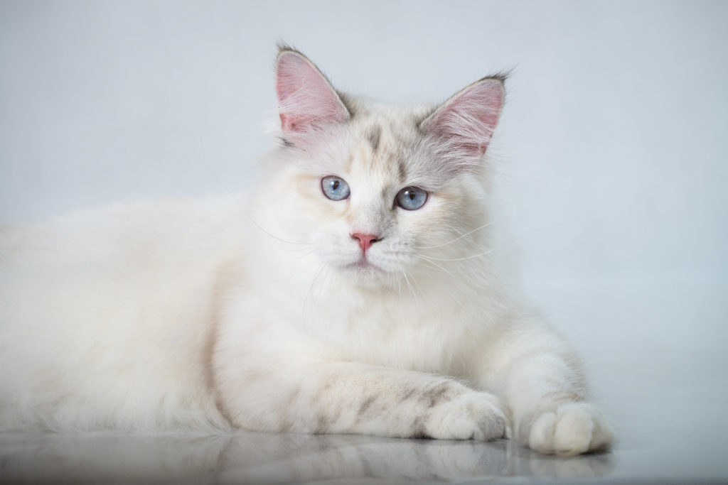 Emira S Perser Katzen Silver Shadded Chinchilla Accueil