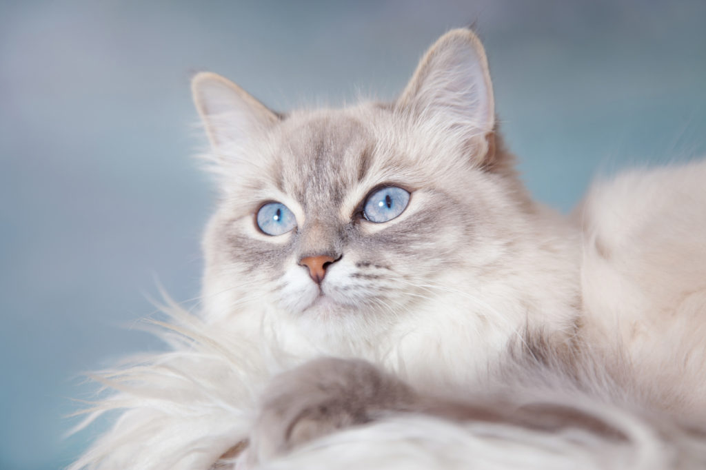 silver tabby point neva masquerade