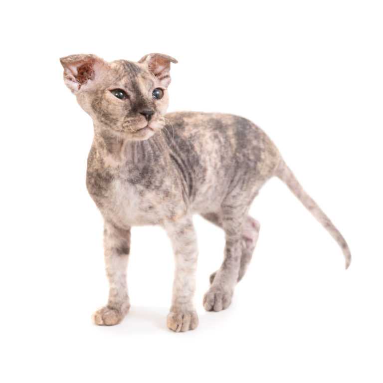 PUMYPOREITY Sphynx Katzenkleidung Aus Baumwolle – Größe M, Blau, Für Haarlose Katzen