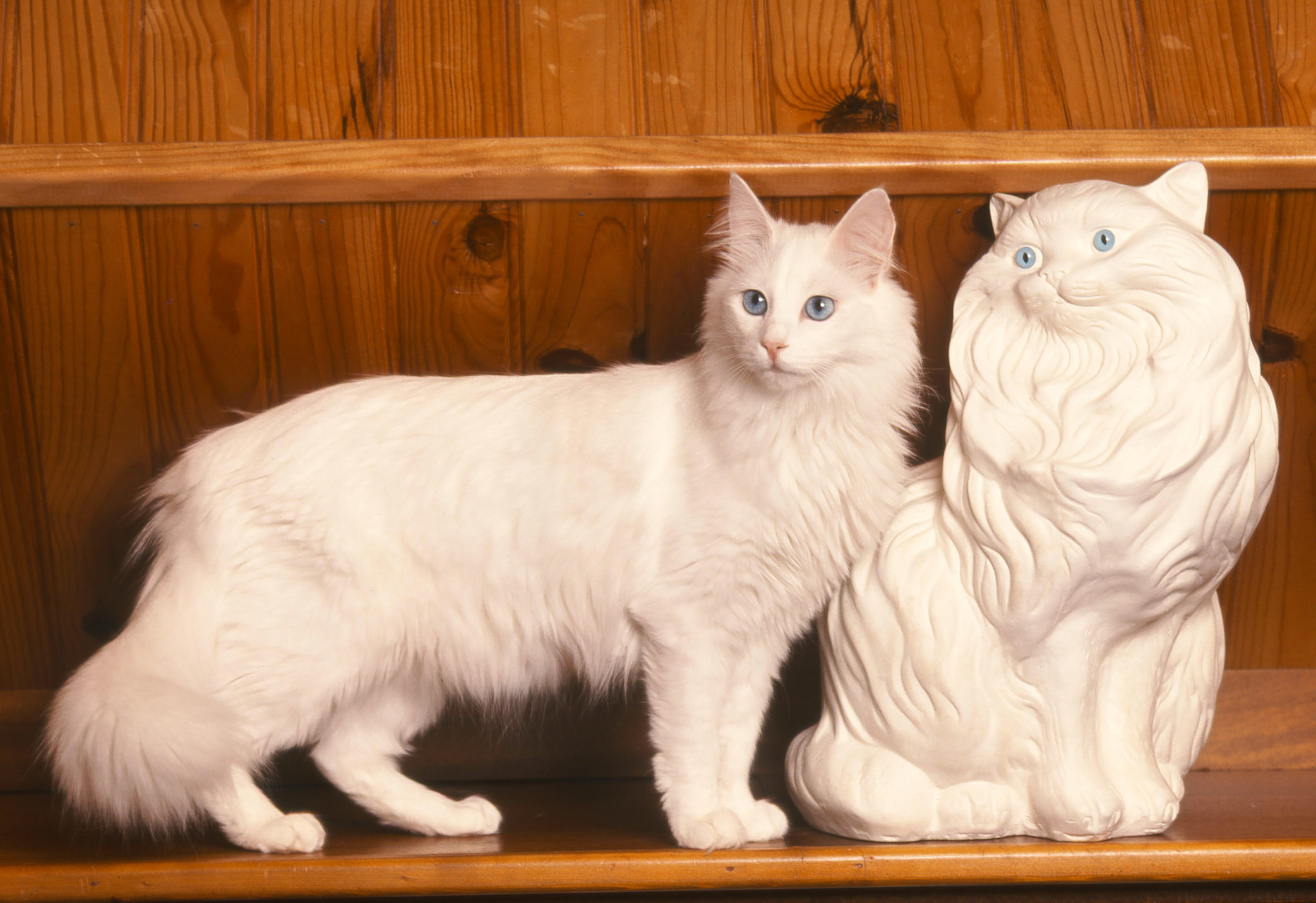 Türkisch Angora Katzen Züchter